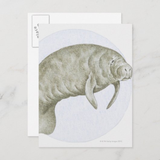 Manatee Briefkaart (Voorkant / Achterkant)