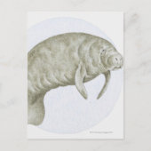 Manatee Briefkaart (Voorkant)
