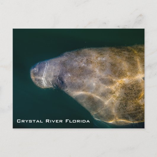 Manatee Crystal River Florida Briefkaart (Voorkant)