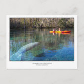 Manatee Encounter Briefkaart (Voorkant)