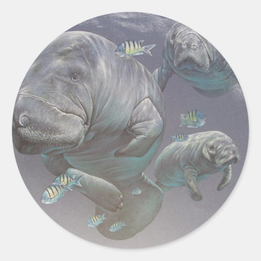 Manatee Family Ronde Sticker (Voorkant)