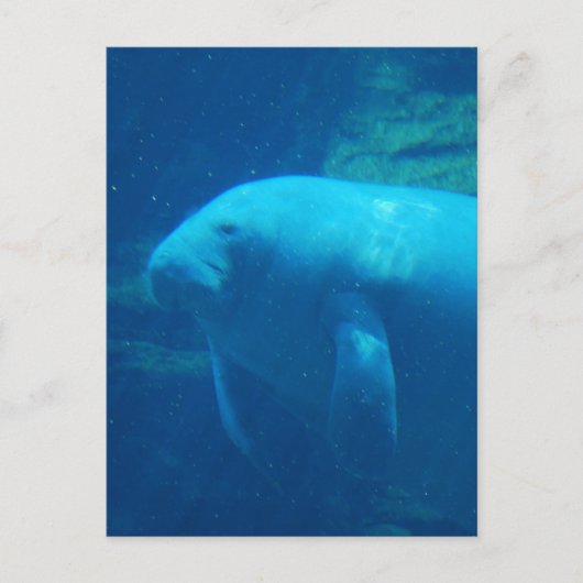 Manatee Floating Briefkaart (Voorkant)