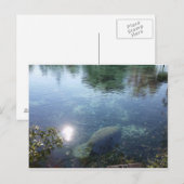 Manatee in Crystal River, FL Briefkaart (Voorkant / Achterkant)