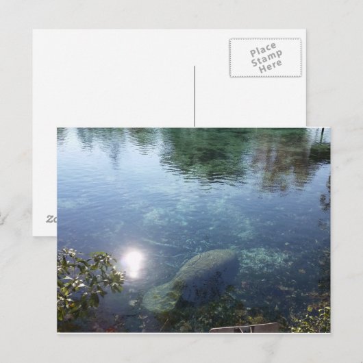 Manatee in Crystal River, FL Briefkaart (Voorkant / Achterkant)