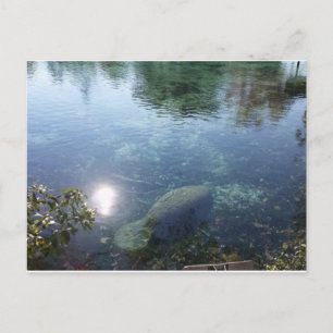 Manatee in Crystal River, FL Briefkaart