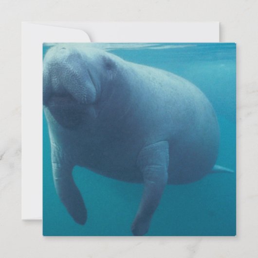 Manatee Invitation Kaart (Voorkant)