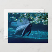 Manatee, Lowry Park Zoo, Tampa Bay, Florida, VS Briefkaart (Voorkant / Achterkant)
