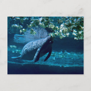 Manatee, Lowry Park Zoo, Tampa Bay, Florida, VS Briefkaart