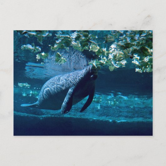 Manatee, Lowry Park Zoo, Tampa Bay, Florida, VS Briefkaart (Voorkant)