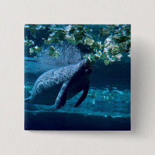 Manatee, Lowry Park Zoo, Tampa Bay, Florida, VS Vierkante Button 5,1 Cm