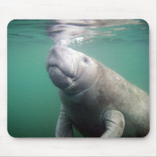 Manatee Muismat