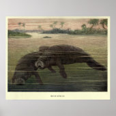  Manatee Painting (1909) Poster (Voorkant)