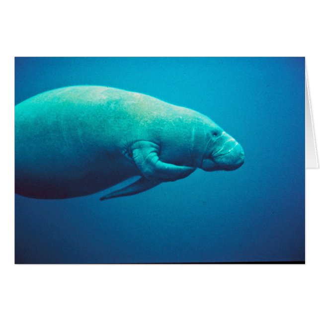 Manatee Scratching (Voorkant Horizontaal)