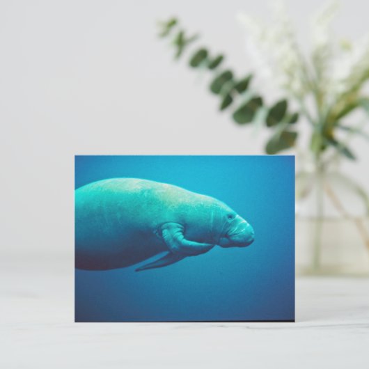 Manatee Scratching Briefkaart (Staand voorkant)