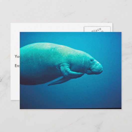 Manatee Scratching Briefkaart (Voorkant / Achterkant)