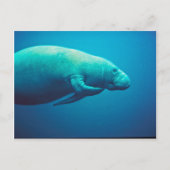 Manatee Scratching Briefkaart (Voorkant)