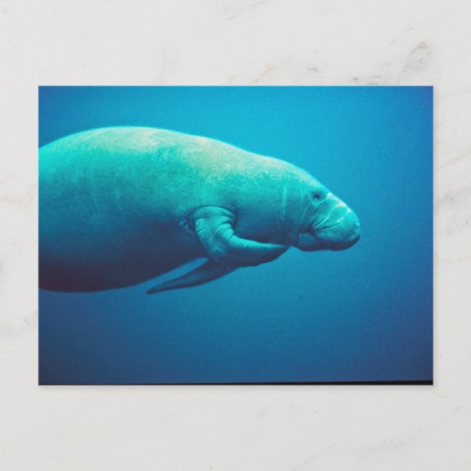 Manatee Scratching Briefkaart (Voorkant)
