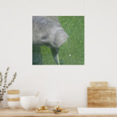 Manatee Smile Poster (Keuken)