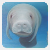 Manatee Stickers (Voorkant)