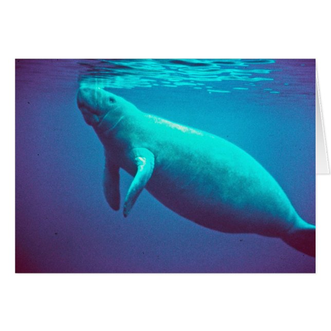 Manatee Surface to Breathe (Voorkant Horizontaal)