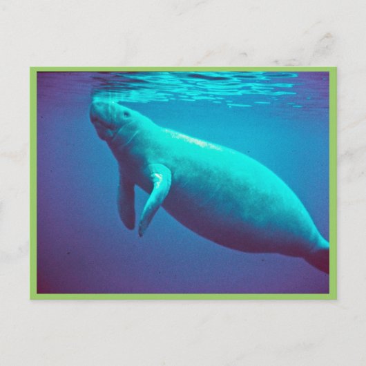 Manatee Surface to Breathe Briefkaart (Voorkant)