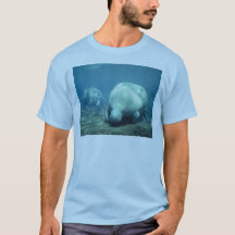 Manatee