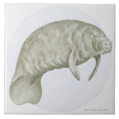 Manatee Tegeltje (Voorkant)