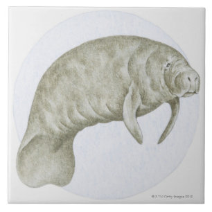 Manatee Tegeltje