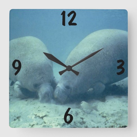 Manatee Wall Clock Vierkante Klok (Voorkant)