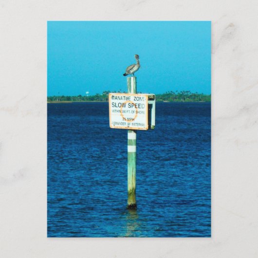 Manatee Zone Briefkaart (Voorkant)