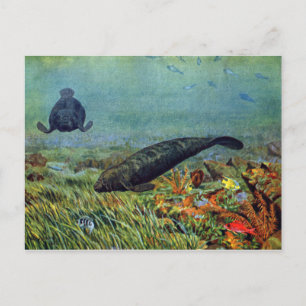 Manateeg en kleurrijke vis briefkaart