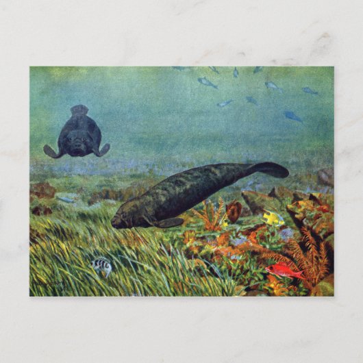 Manateeg en kleurrijke vis briefkaart (Voorkant)