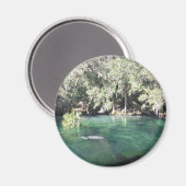 Manatees bij Blue Springs Magnet (Voorkant / Achterkant)