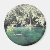 Manatees bij Blue Springs Magnet (Voorkant)
