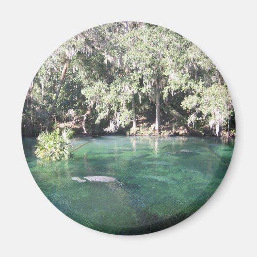 Manatees bij Blue Springs Magnet (Voorkant)