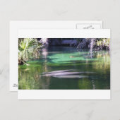 Manatees Briefkaart (Voorkant / Achterkant)