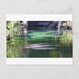 Manatees Briefkaart