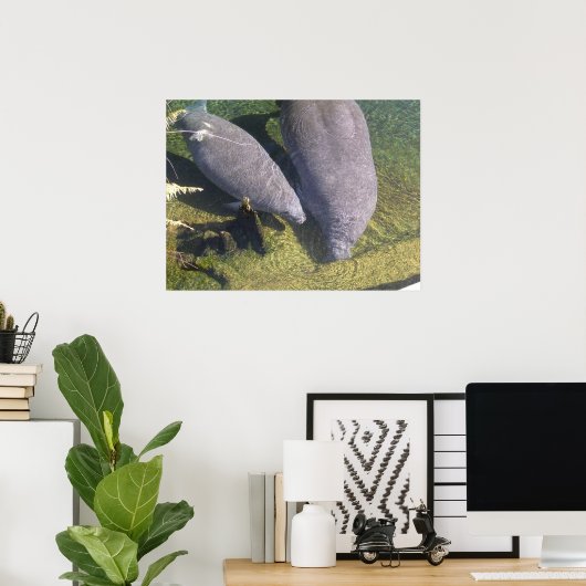 Manatees Poster (Thuiskantoor)