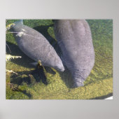 Manatees Poster (Voorkant)