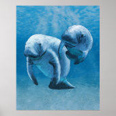 Manatees Poster (Voorkant)