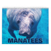 Manatees Wall Calendar Kalender (Hoes)