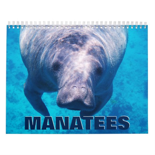 Manatees Wall Calendar Kalender (Hoes)