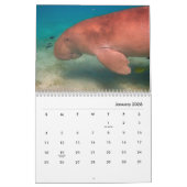 Manatees Wall Calendar Kalender (Jan 2026)