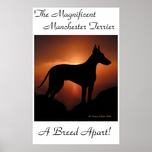 Manchester Terrier Unique Poster (Voorkant)