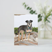 Manchester Terrier X - Jordan - Derr Briefkaart (Staand voorkant)