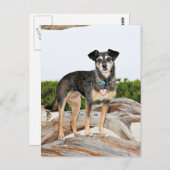 Manchester Terrier X - Jordan - Derr Briefkaart (Voorkant / Achterkant)