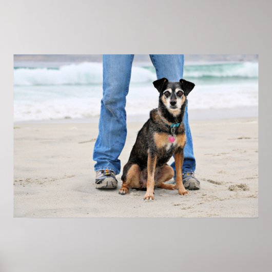 Manchester Terrier X - Jordan - Derr Poster (Voorkant)