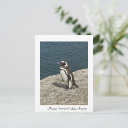 Manchot Briefkaart (Staand voorkant)