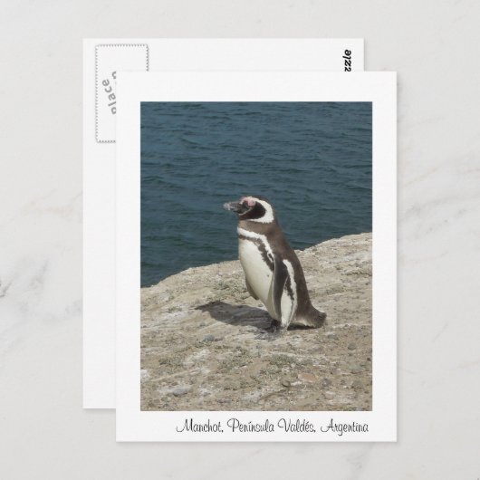 Manchot Briefkaart (Voorkant / Achterkant)