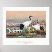 Manchurische Kraanvogel Poster (Voorkant)